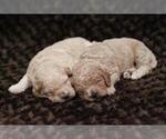 Small Photo #2 Goldendoodle (Miniature) Puppy For Sale in ASHBY, MN, USA