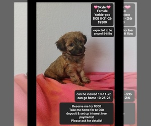 Yorkipoo Puppy for sale in TUCSON, AZ, USA