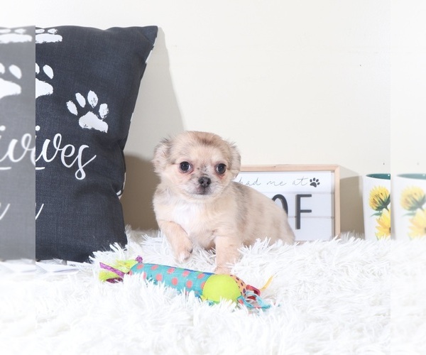 Medium Photo #4 Chihuahua Puppy For Sale in MOUNT VERNON, OH, USA