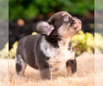 Small #3 French Bulldog