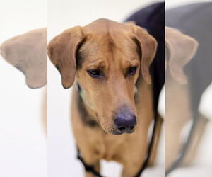 Mutt Dogs for adoption in Webster, WI, USA