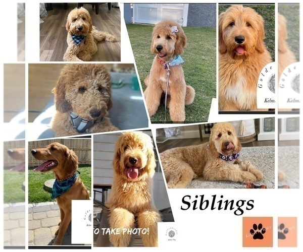 Medium Photo #5 Goldendoodle Puppy For Sale in FALL RIVER, MA, USA