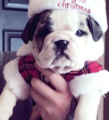 Bulldog Puppy for sale in TOOELE, UT, USA