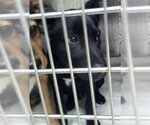 JELLY - Male Mutt Dog for Adoption - Small photo