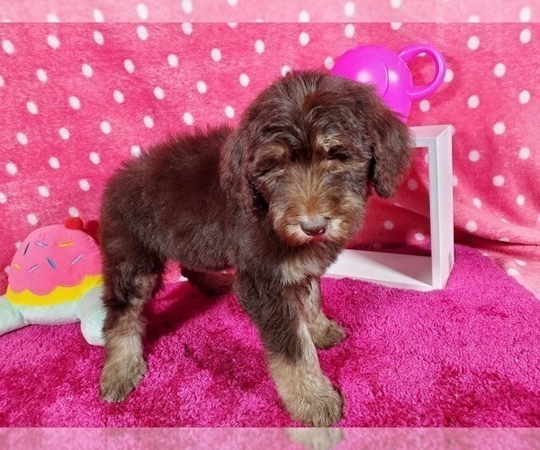 Medium Photo #2 Goldendoodle-Poodle (Standard) Mix Puppy For Sale in PEYTON, CO, USA
