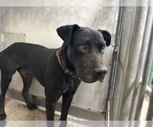 Mutt Dogs for adoption in San Bernardino, CA, USA