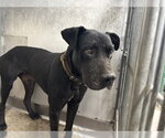 FFOKCAB - Male Mutt Dog for Adoption - Small photo