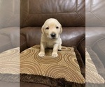Small Photo #3 Labrador Retriever Puppy For Sale in CLARKESVILLE, GA, USA