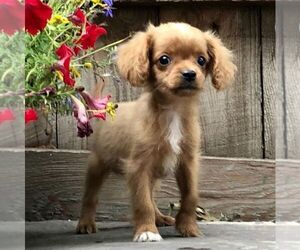 Cavapoo-Poodle (Miniature) Mix Puppy for sale in DRY RUN, PA, USA