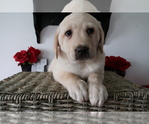 Labrador Retriever Puppy for sale in SOUTH BEND, IN, USA