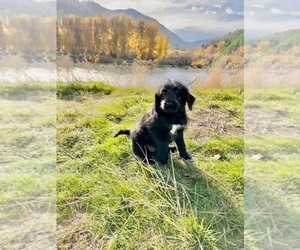 Labradoodle Puppy for Sale in CLINTON, Montana USA
