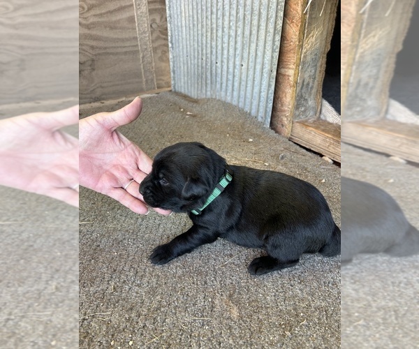 Medium Photo #1 Labrador Retriever Puppy For Sale in GOODSON, MO, USA
