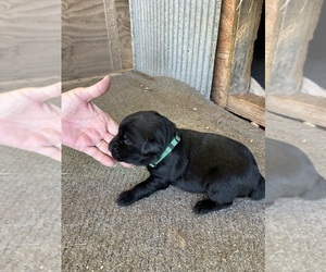 Medium Labrador Retriever