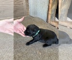 Puppy Puppy 4 Labrador Retriever