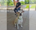 Small #4 American Pit Bull Terrier Mix