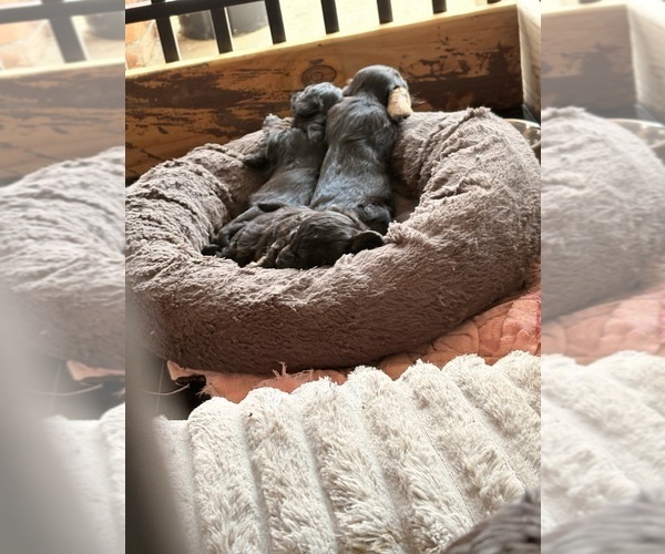 Medium Photo #8 YorkiePoo Puppy For Sale in FLORENCE, SC, USA