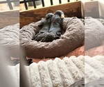 Small #7 YorkiePoo