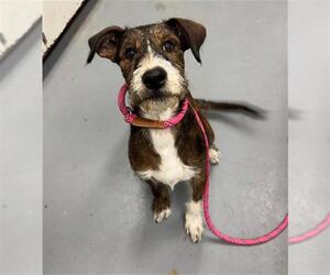 Mutt Dogs for adoption in Peoria, IL, USA