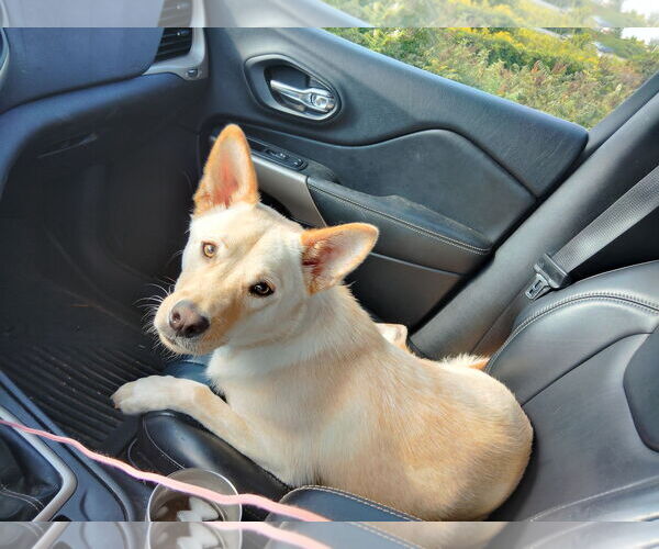 Medium Photo #1 Shiba Inu-Unknown Mix Puppy For Sale in Minneapolis, MN, USA