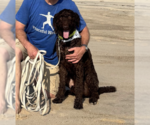 Small #3 Poodle (Standard) Mix