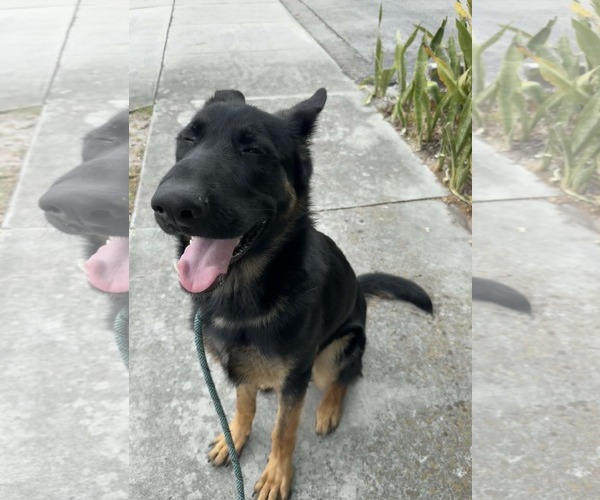 Medium Photo #2 German Shepherd Dog Puppy For Sale in Plantation, FL, USA
