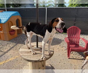 Treeing Walker Coonhound-Unknown Mix Dogs for adoption in Evansville, IN, USA