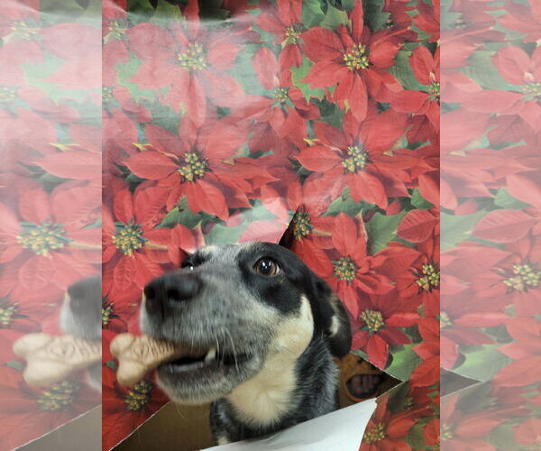 Medium Photo #10 Mutt Puppy For Sale in FAIRLAWN, OH, USA