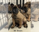 Small Photo #2 Belgian Malinois Puppy For Sale in LABADIE, MO, USA