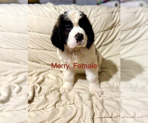 Saint Bernard Puppy for sale in INDIANTOWN, FL, USA