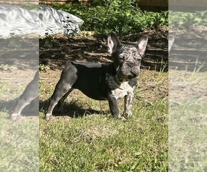 French Bulldog Puppy for Sale in NAPERVILLE, Illinois USA