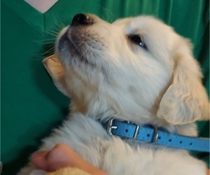 English Cream Golden Retriever Puppy for Sale in FOWLERVILLE, Michigan USA