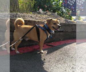 Maverick - Male Chihuahua Dog for Adoption - Photo #4