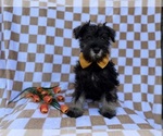 Small #4 Schnauzer (Miniature)