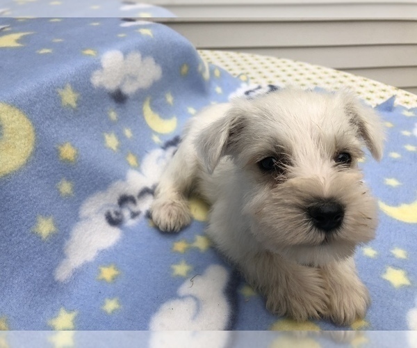 Medium Photo #6 Schnauzer (Miniature) Puppy For Sale in GOSHEN, IN, USA