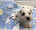 Small Photo #6 Schnauzer (Miniature) Puppy For Sale in GOSHEN, IN, USA