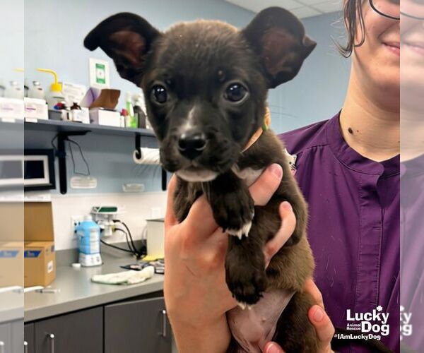 Medium Photo #3 Mutt Puppy For Sale in Washington, DC, USA
