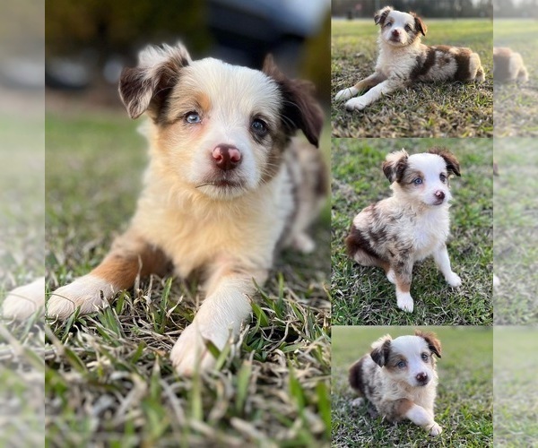 Full screen Photo #3 Miniature Australian Shepherd Puppy For Sale in BROOKER, FL, USA