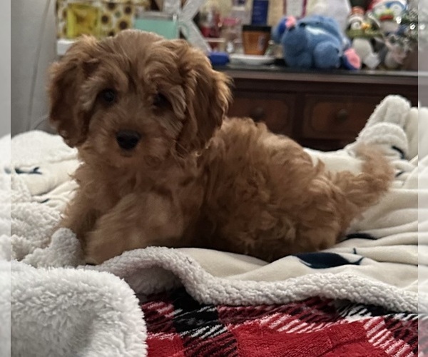 Medium Photo #3 Cavapoo (Miniature) Puppy For Sale in REHOBOTH, MA, USA