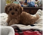 Small #2 Cavapoo (Miniature)