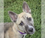 Small #1 Basenji-Boxer Mix