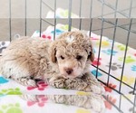 Small #5 Cock-A-Poo-Poodle (Miniature) Mix
