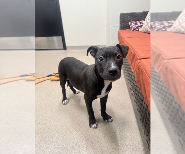 Medium Photo #14 Mutt Puppy For Sale in Elmsford, NY, USA