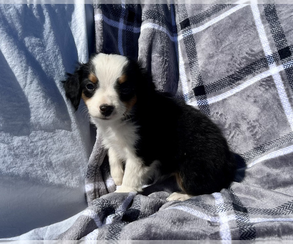 Medium Photo #4 Miniature Australian Shepherd Puppy For Sale in BEATTY, OR, USA
