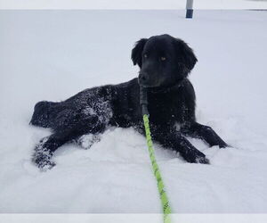 Border Collie-Unknown Mix Dogs for adoption in Croydon, NH, USA