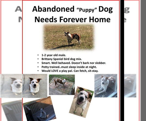 Medium Photo #8 Boxer-Brittany Mix Puppy For Sale in Winston Salem, NC, USA