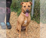 Small #6 Black Mouth Cur Mix