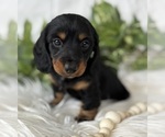 Small #7 Dachshund
