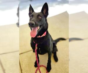 *ROGUE - Female German Shepherd Dog Dog for Adoption - Photo #2