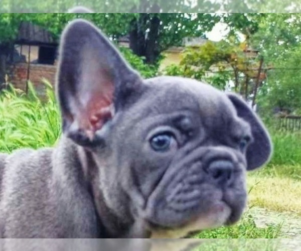 Medium Photo #5 French Bulldog Puppy For Sale in EASTON, PA, USA