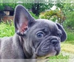 Small Photo #5 French Bulldog Puppy For Sale in EASTON, PA, USA
